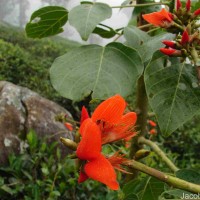 Erythrina subumbrans (Hassk.) Merr.